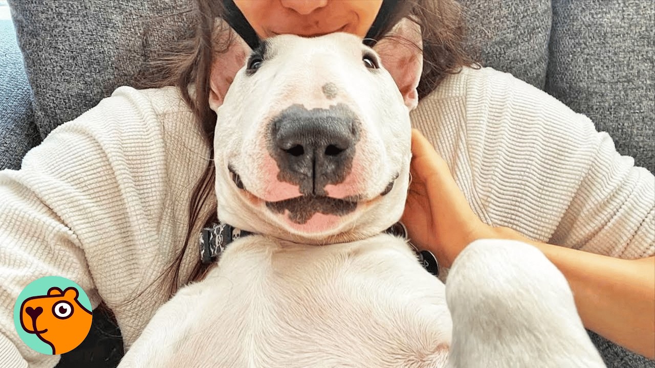 Bull terrier looks at you