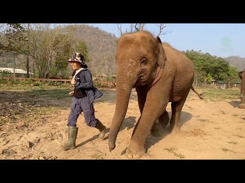 A woman and an elephant run together