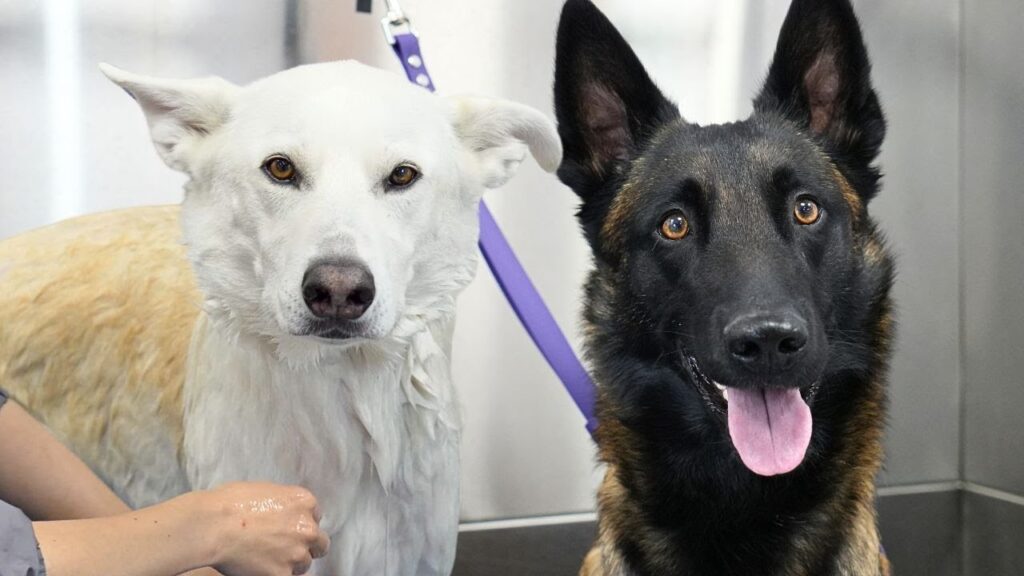 A white dog next to a black dog