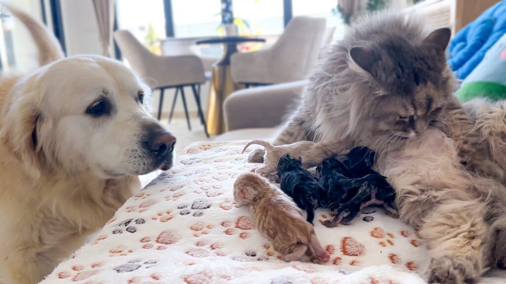 Golden retriever dog looks at a mother cat nursing her kittens