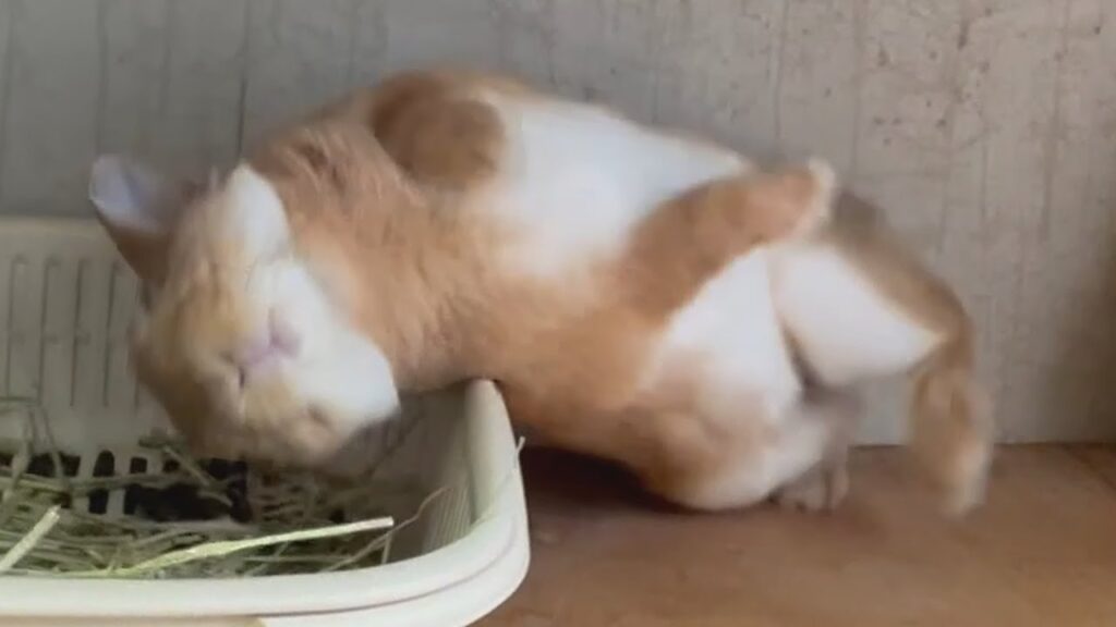 A rabbit flops on its side.