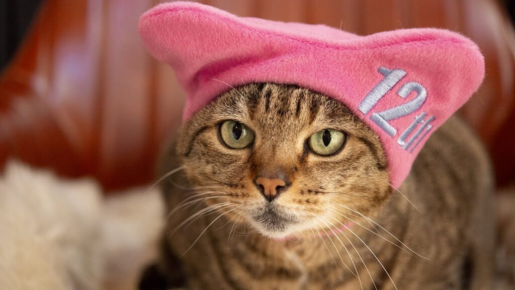 Cat wearing a pink hat with "12th" embroidered on it