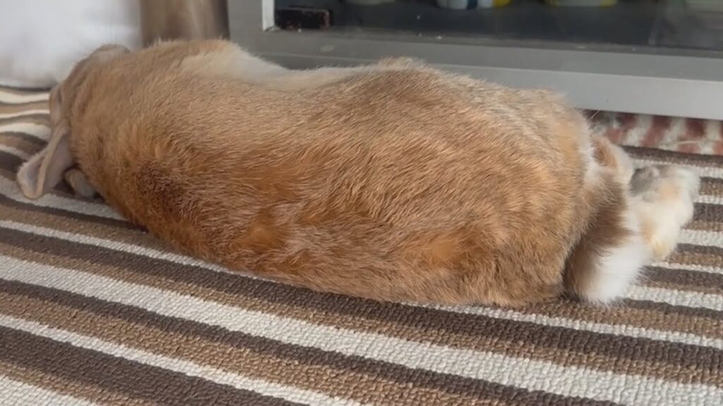 Brown rabbit lies on the floor with its back to us.