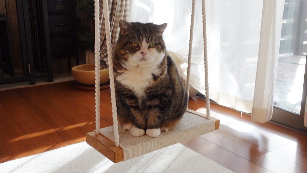 Maru the cat sits on a swing in his living room.