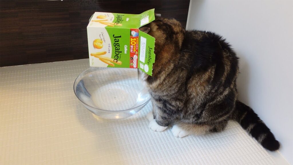 Maru the cat stands in front of a bowl of water wearing a box on his head