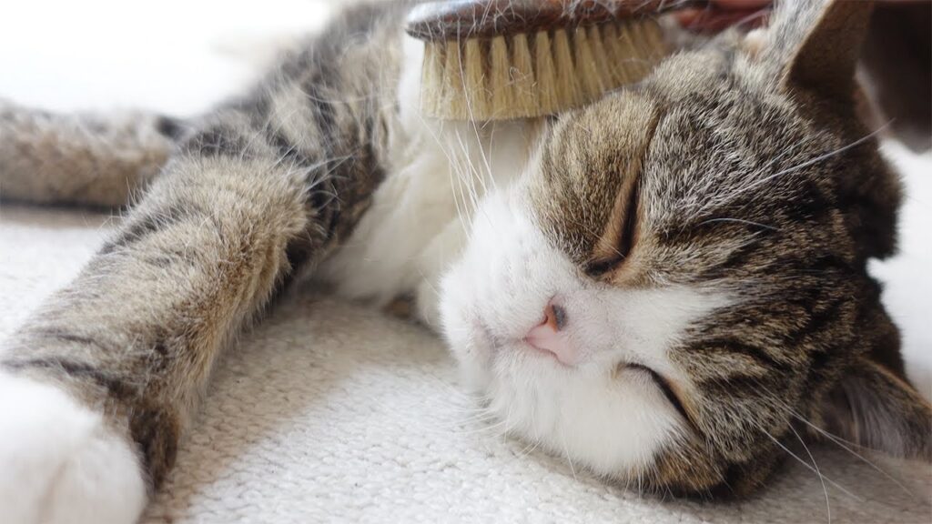 Maru the cat lies contentedly on a rug, being brushed with a wooden hair brush