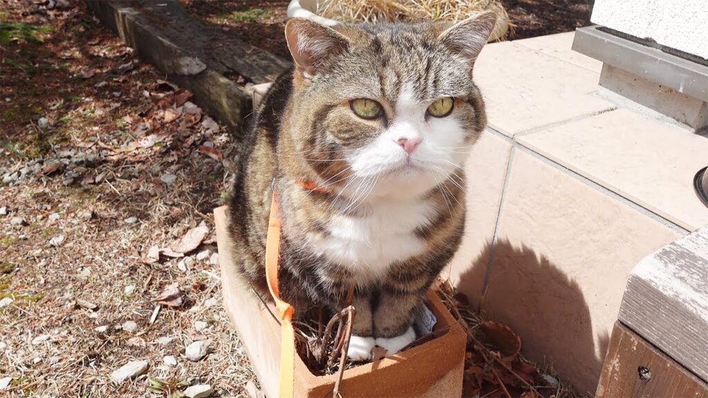Maru the cat sits in a basket outdoors