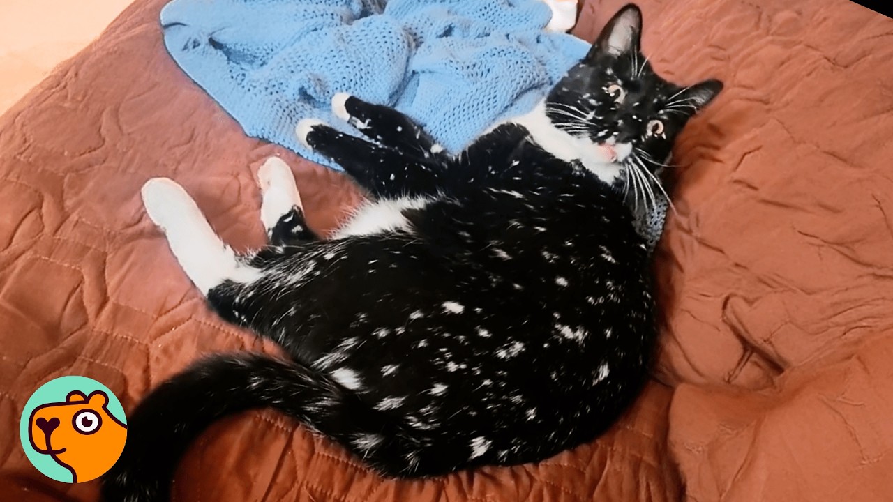 Cat with black fur covered in white spots