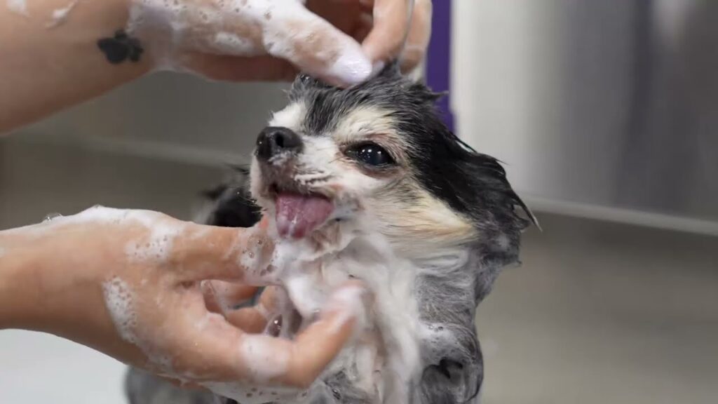 A brown and white chihuahua being shampooed by a pair of hands. The dog's tongue is sticking out.