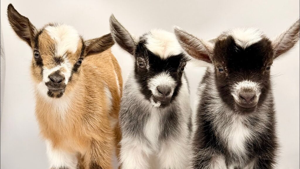 Three baby goats