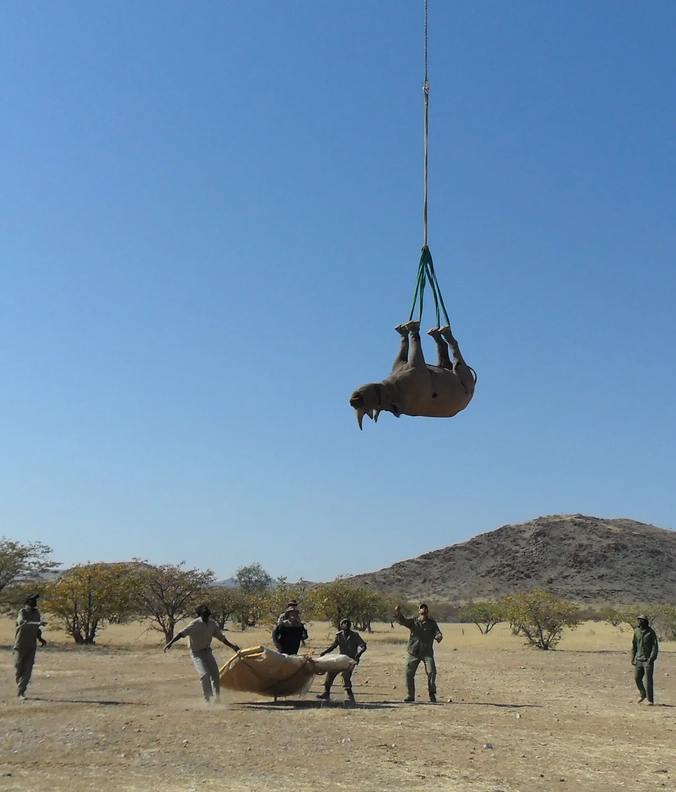 Rhinoceros being transported upside down