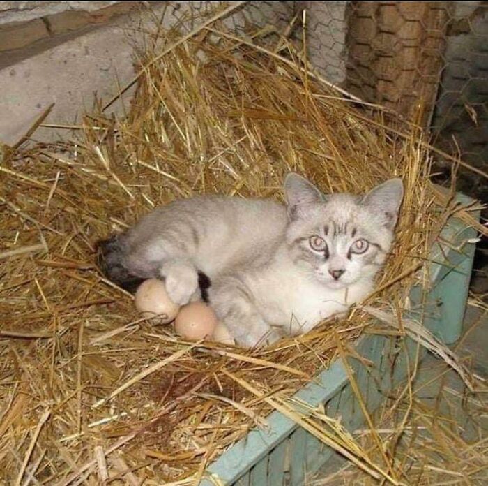 A cat sits in a nest of straw guarding two hen eggs