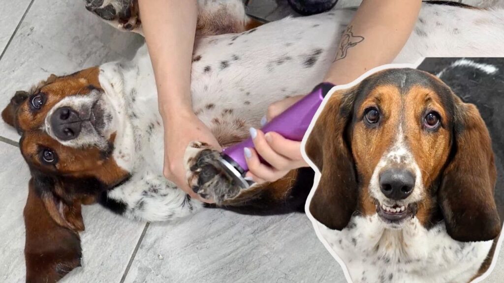 Photograph of a basset hound having its nails clipped. A picture of a second basset hound is superimposed onto it.