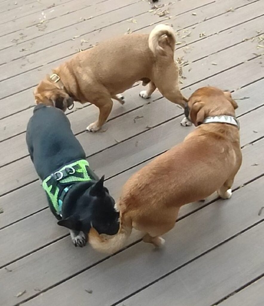 A black French bulldog and two tan pug dogs stand on a wooden deck. They appear to be sniffing each other's hind quarters, forming a circle