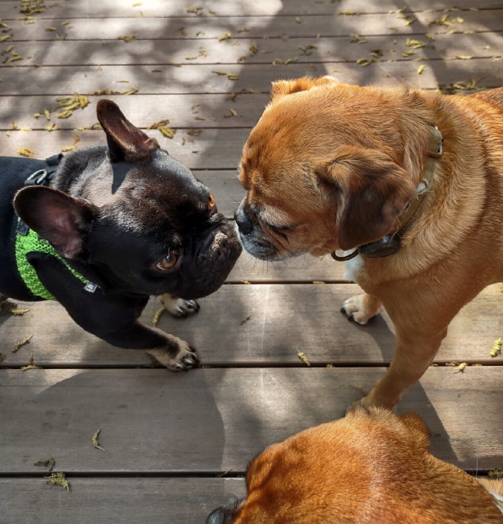 A pug dog and a French bulldog look at each other. In the foreground the head of a second pug can be seen.