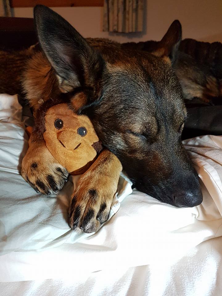 A German shepherd dog sleeps peacefully cuddling a stuffed monkey.