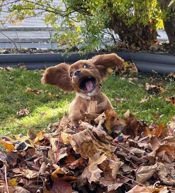 Dog leaps from a pile of leaves, with a happy expression on its face