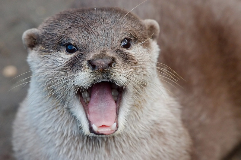 Close up of the face of a sea otter with its mouth open, almost as if it looks amazed