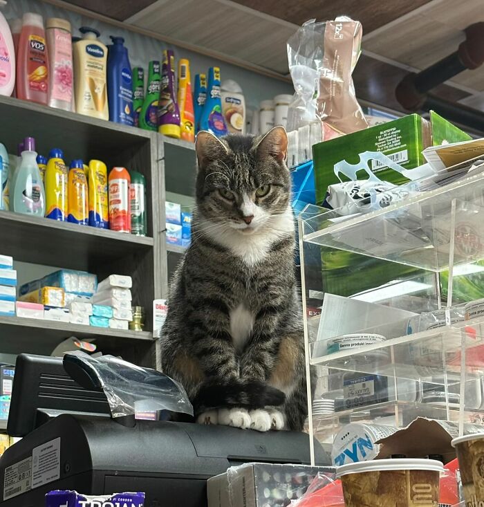 Cat standing on a cash register with shelves of plastic bottles behind it