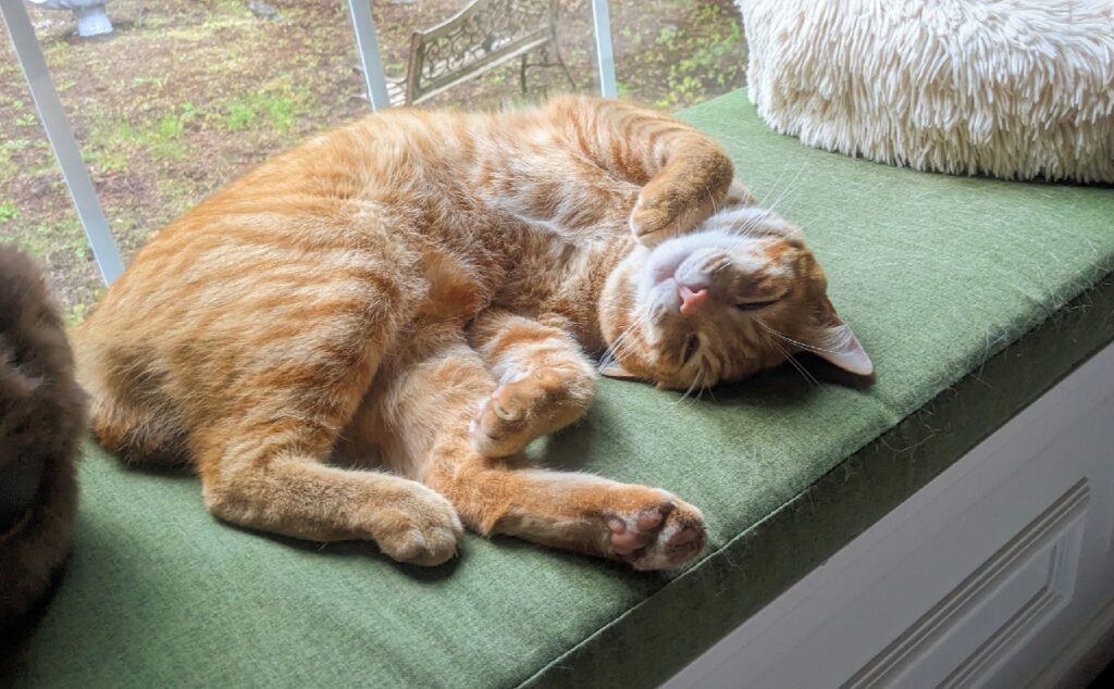 An orange cat lies on its side upon a green cushion.