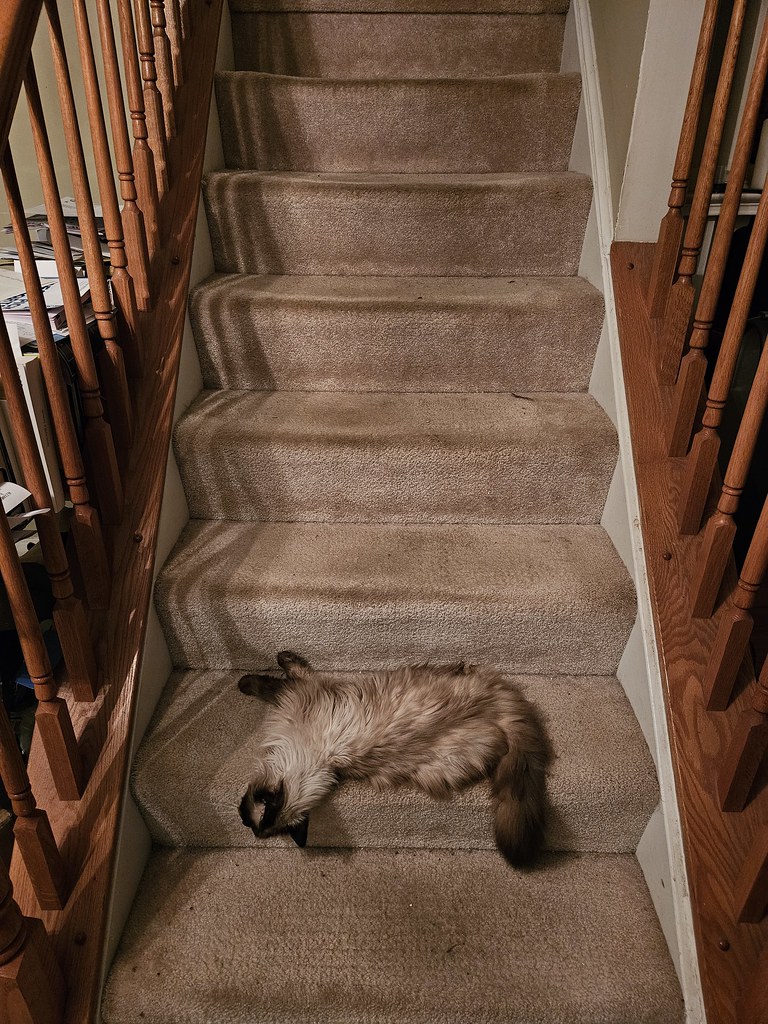 Cat lies at the bottom of a staircase. Its fur color almost perfectly matches the carpet.