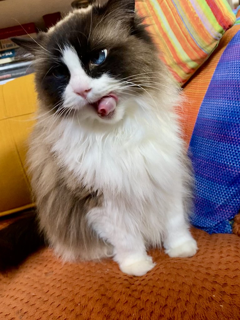 Cat opens its mouth to reveal a curled tongue that looks something like a funnel.