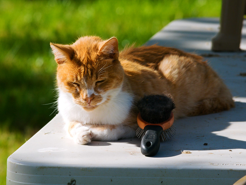 orange and white cat sits on an outdoor table, next to a hairbrush