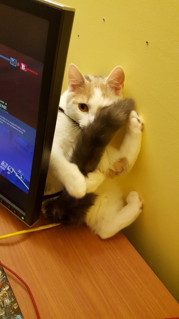 A cat hides behind a computer monitor holding its tail between its paws pointing in the air 