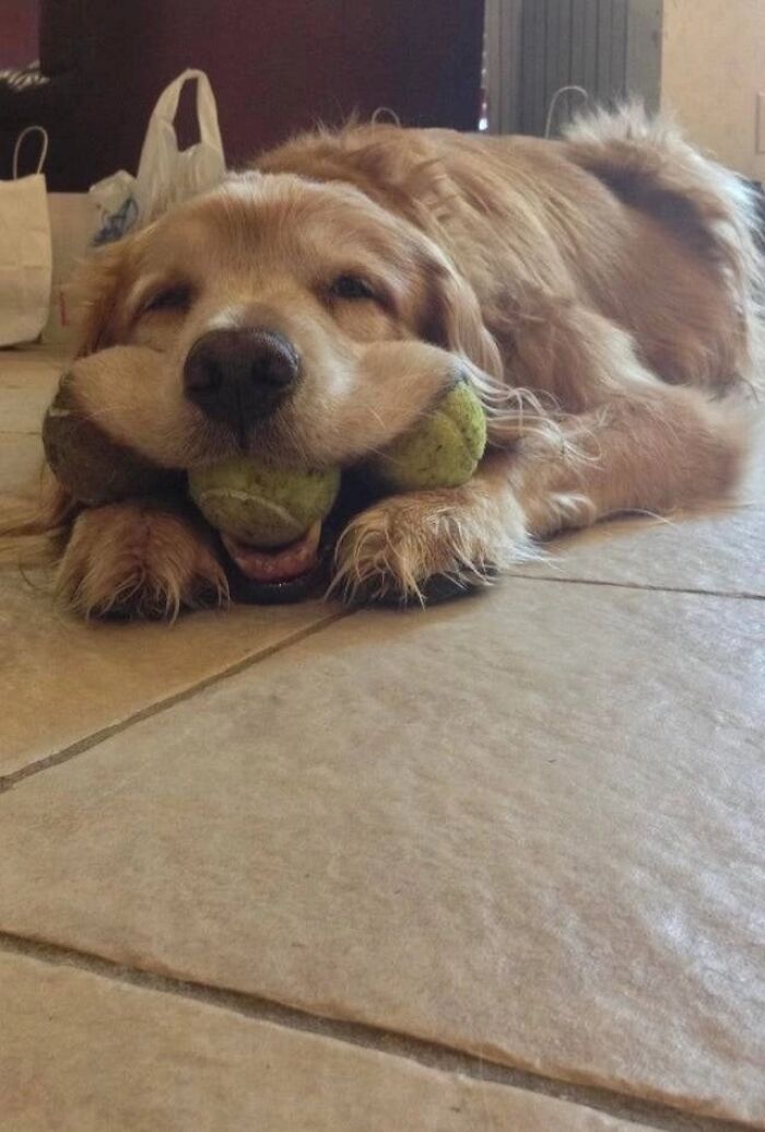 Happy looking dog holds three tennis balls in its mouth.