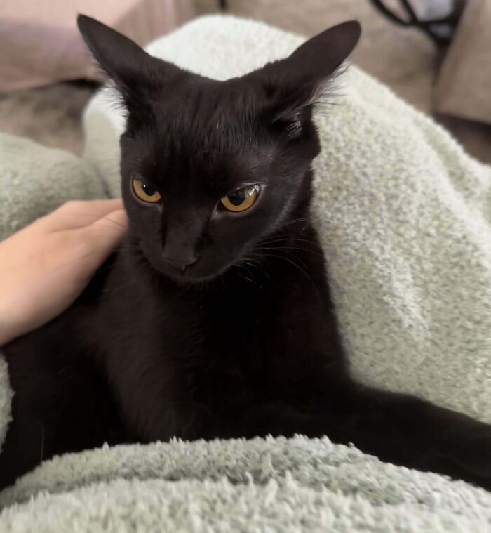 Black cat flattens its ears