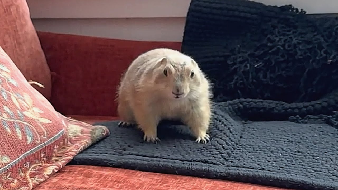 Prairie dog 