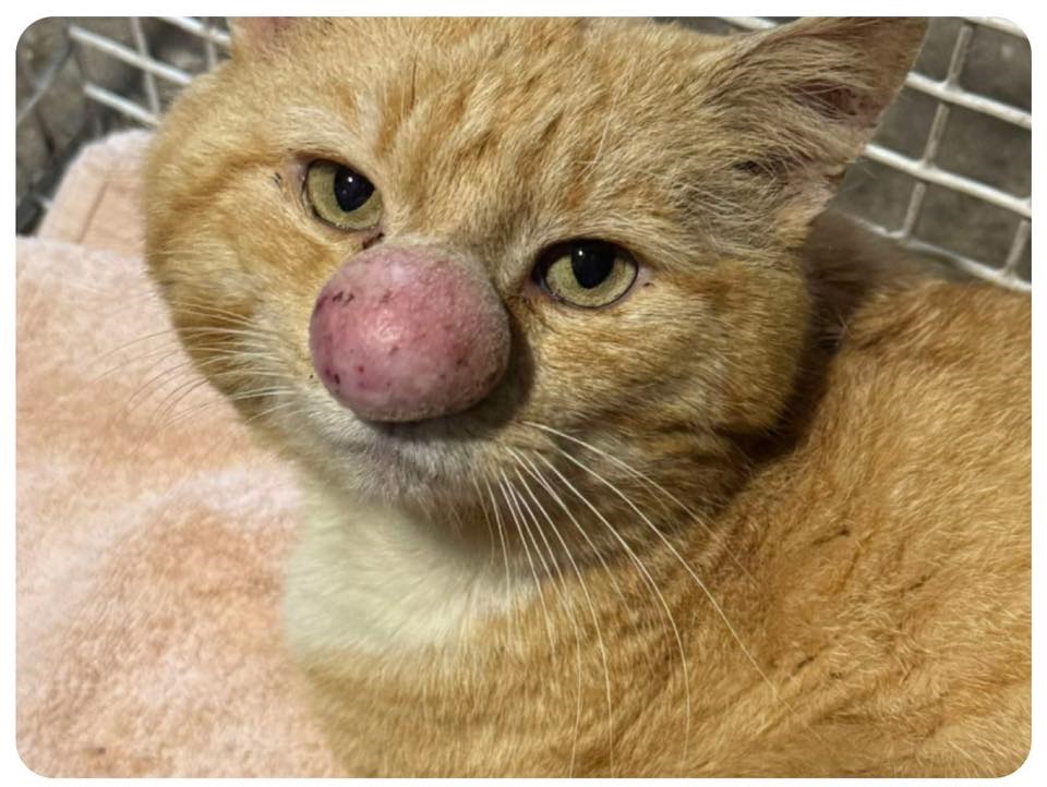 Close up of the face of a cat with an unusual round nose
