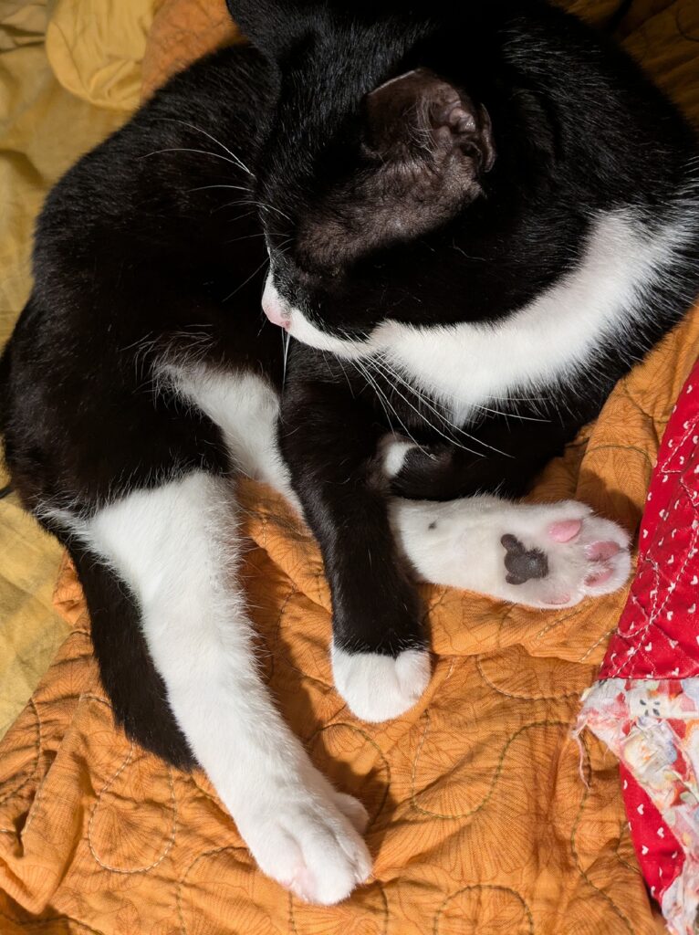 Black and white cat, viewed from overhead, sitting on a bedspread. We can see the underside of cat's foot, with an interesting marking.