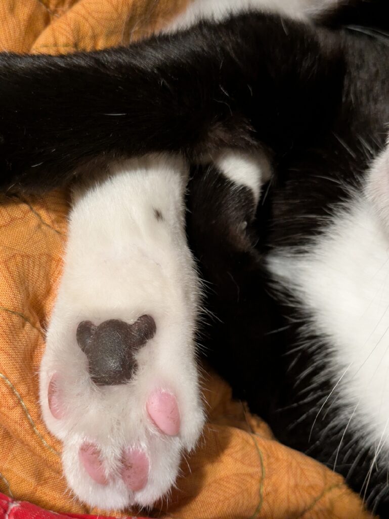 Close up image of the underside of a cat's foot. The black pattern on the foot vaguely resembles the outline of Mickey Mouse's head 