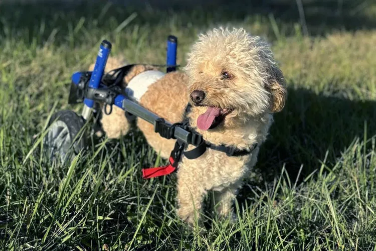Dog wearing wheels strapped to back legs stands in a field of grass