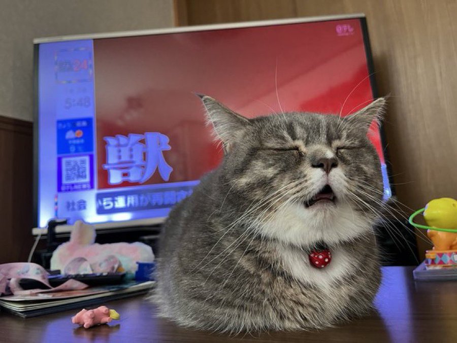Cat sits on a desk in front of a computer screen, eyes closed, with a look of weary resignation on his face.