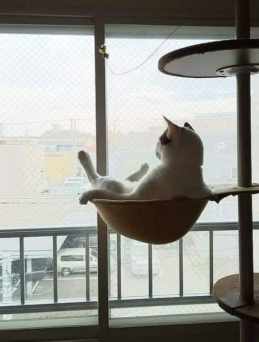 A cat sits in a hammock attached to a cat tree and looks out a window overlooking the street below