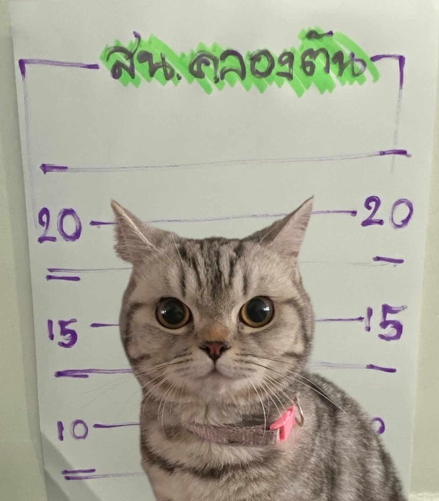Mugshot of a cat take it in front of a makeshift measurement board