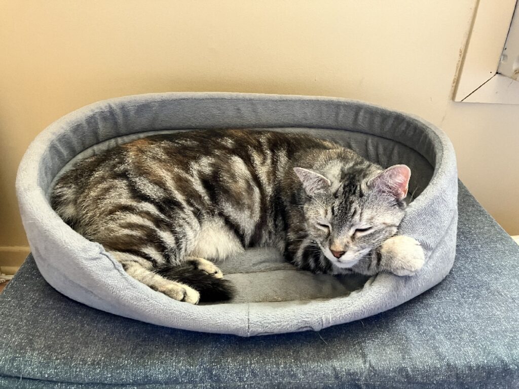 Cat curls up in an oval shaped cat bed.
