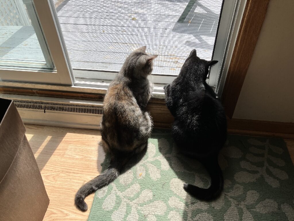 Two cats viewed from behind as they look through a screen door