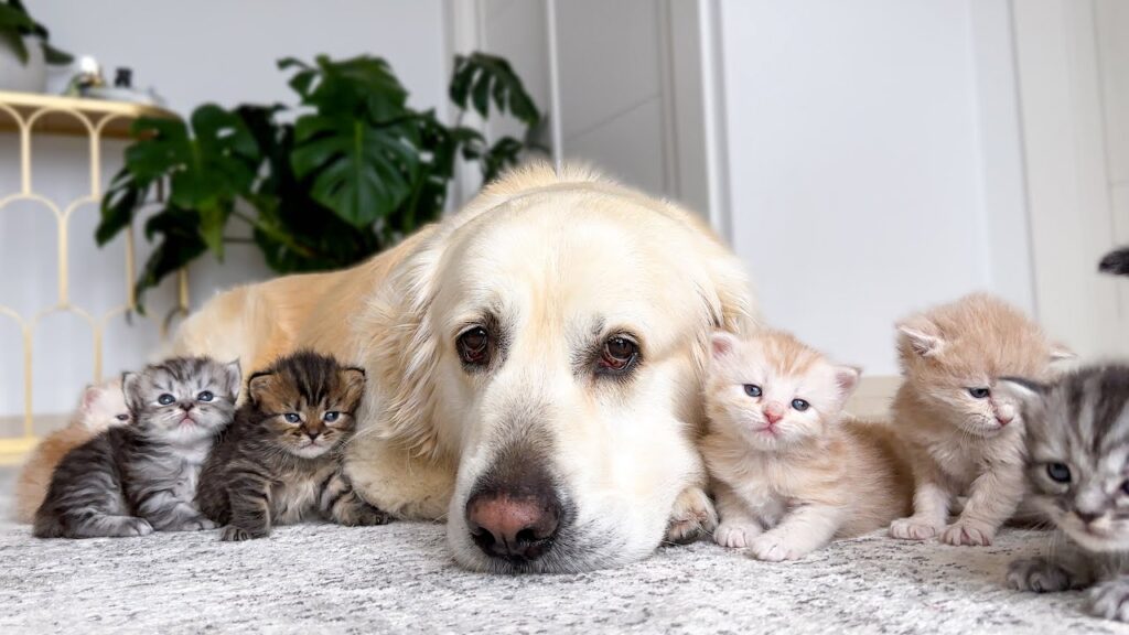 A golden retriever lays his head in the middle of a group of six kittens