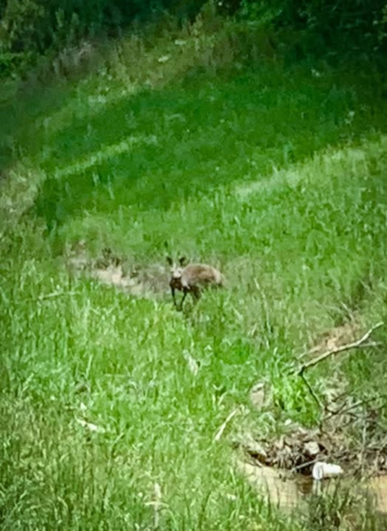 A kangaroo viewed from a distance in a field of green grass