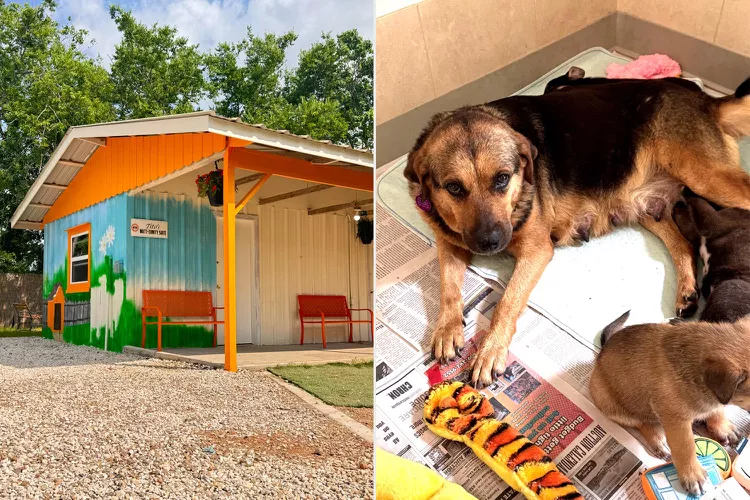 Side by side photographs: on the left, a colorful painted shed. On the right a dog nursing her puppies