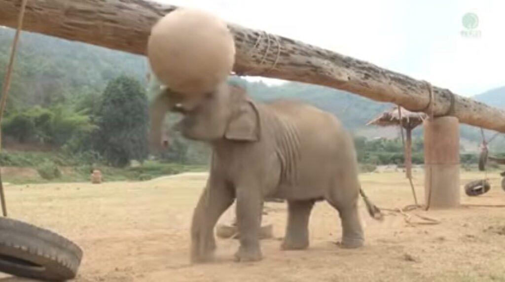 An elephant plays with a large ball attached to a wooden beam
