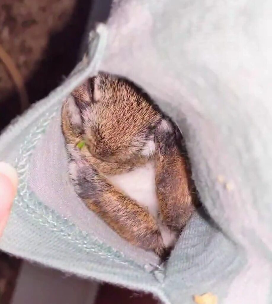 Baby rabbit tucked into a shirt pocket