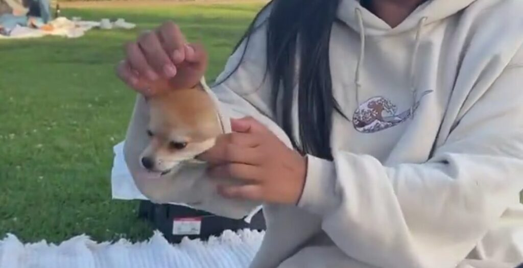 The face of a Pomeranian dog peeks out from within the sleeve of a young woman's sweatshirt.