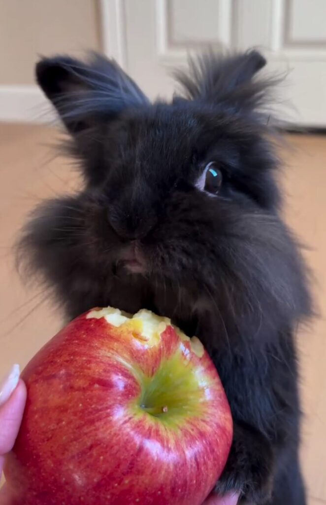 Dwarf rabbit with black fur eats an apple
