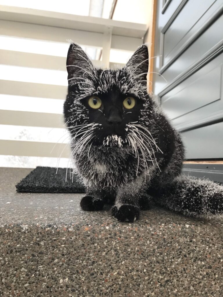 A black cat sits in a concrete porch. Icicles have formed on its face and whiskers, creating the shape of a star on its face.