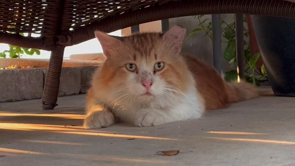 Orange and white cat sits on the floor