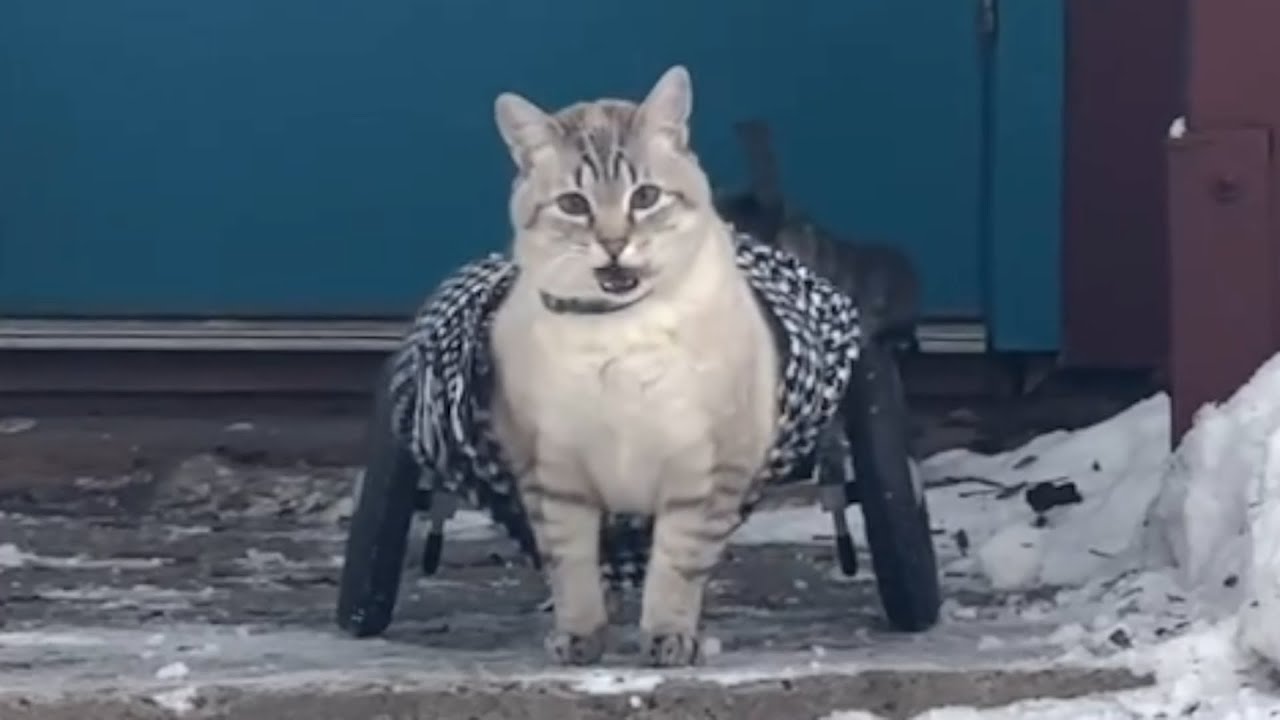Cat with wheels strapped to back legs